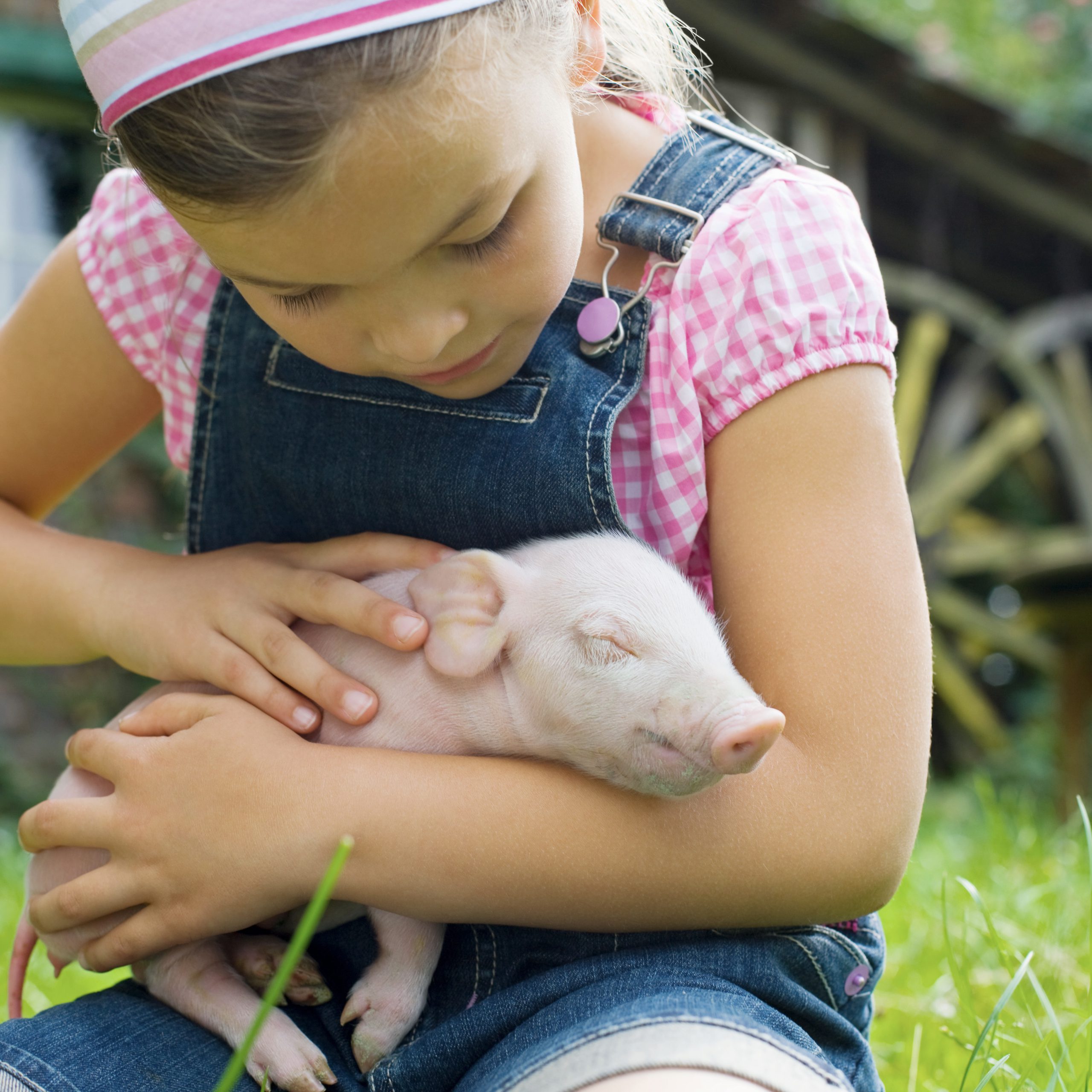 A girl holding a piglet