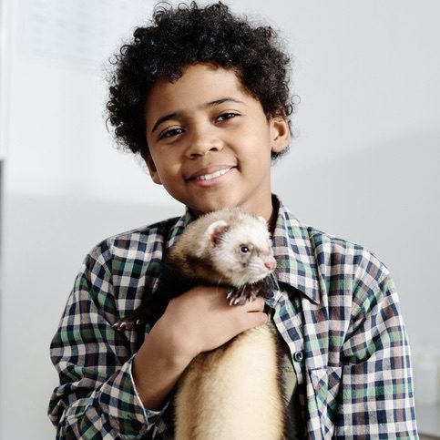 Vertical medium portrait of cheerful African American kid holding his lovely ferret smiling at camera