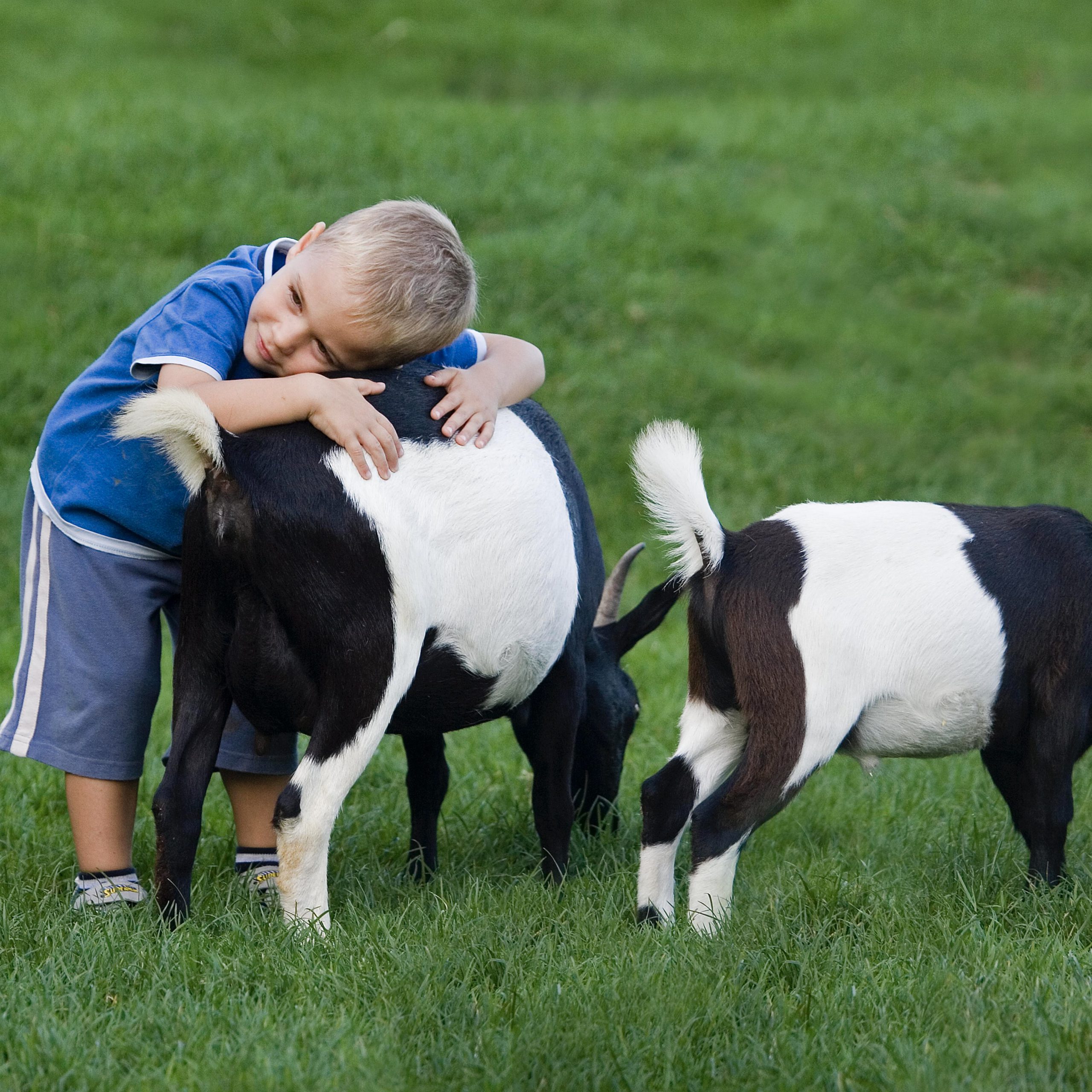 Child with Dwarf Goat, capra hircus, Zoo in Normandy