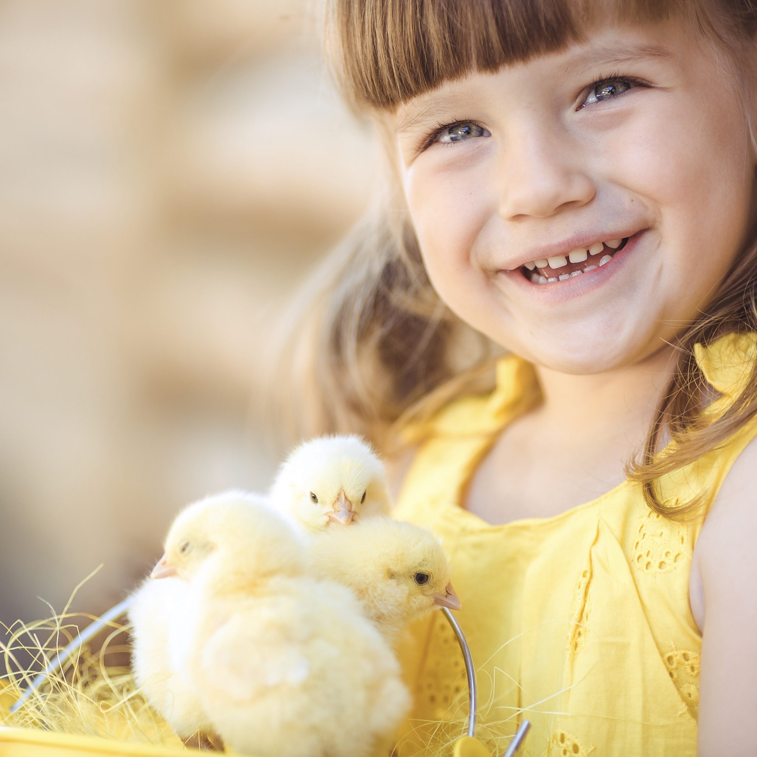 Little girl farmer sits near a wooden fence with a yellow bucket of straw and feeds a cheerful brood of little yellow chickens at a summer cottage in a village on a sunny summer day. Happy child with little fluffy yellow chickens.